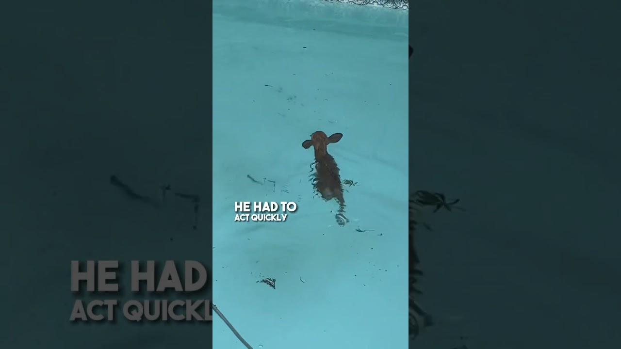 They saved a newborn deer that fell in their pool ❤️