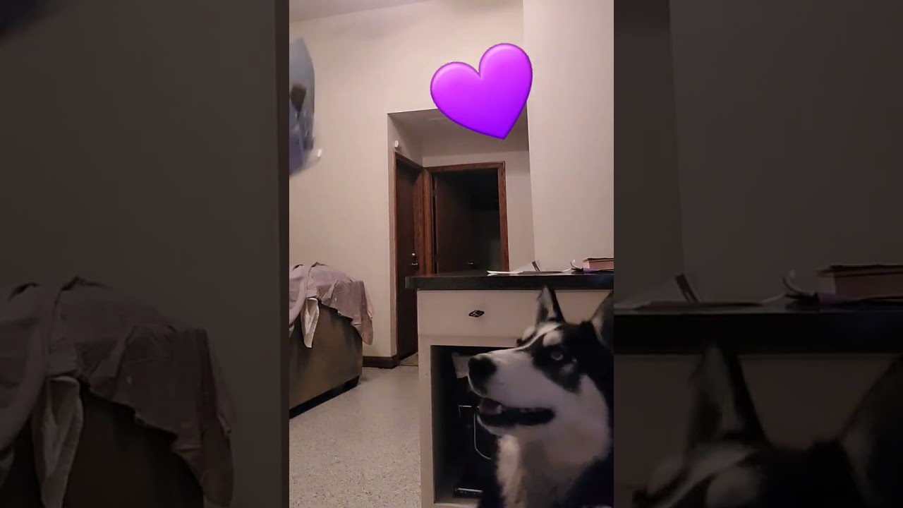 KISSES from my furbabies! #husky #huskylife #dogsoverhumans