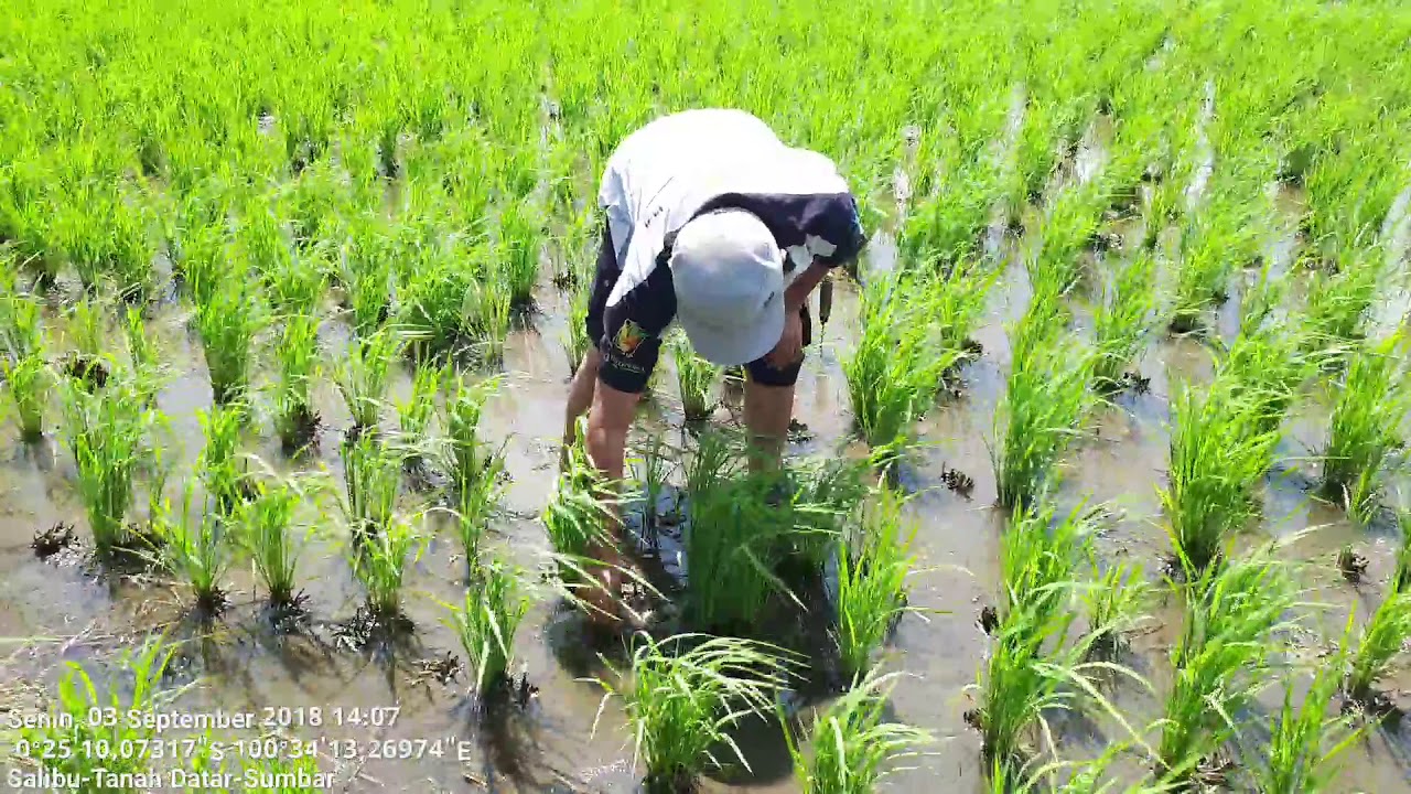 Belajar Salibu di Tanah Datar Sumatera Barat