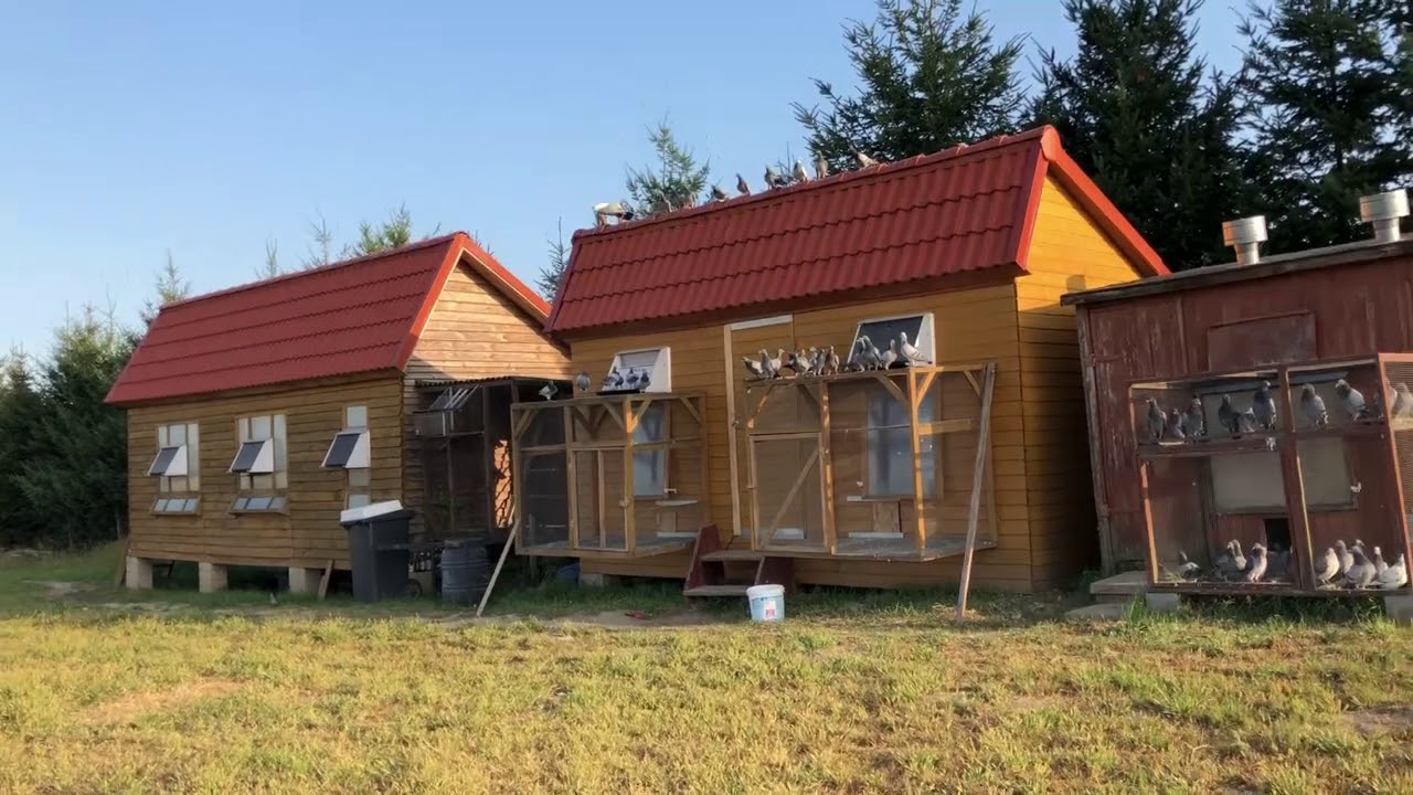 Przygotowanie gołębi młodych lot nr 2   Szymczak Pigeons
