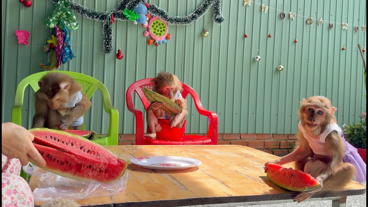 Hard to Resist the Scene of Monkey Eating Watermelon Like a Human!