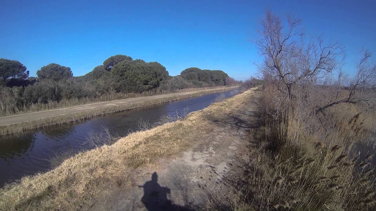 Sanglier camargue n2