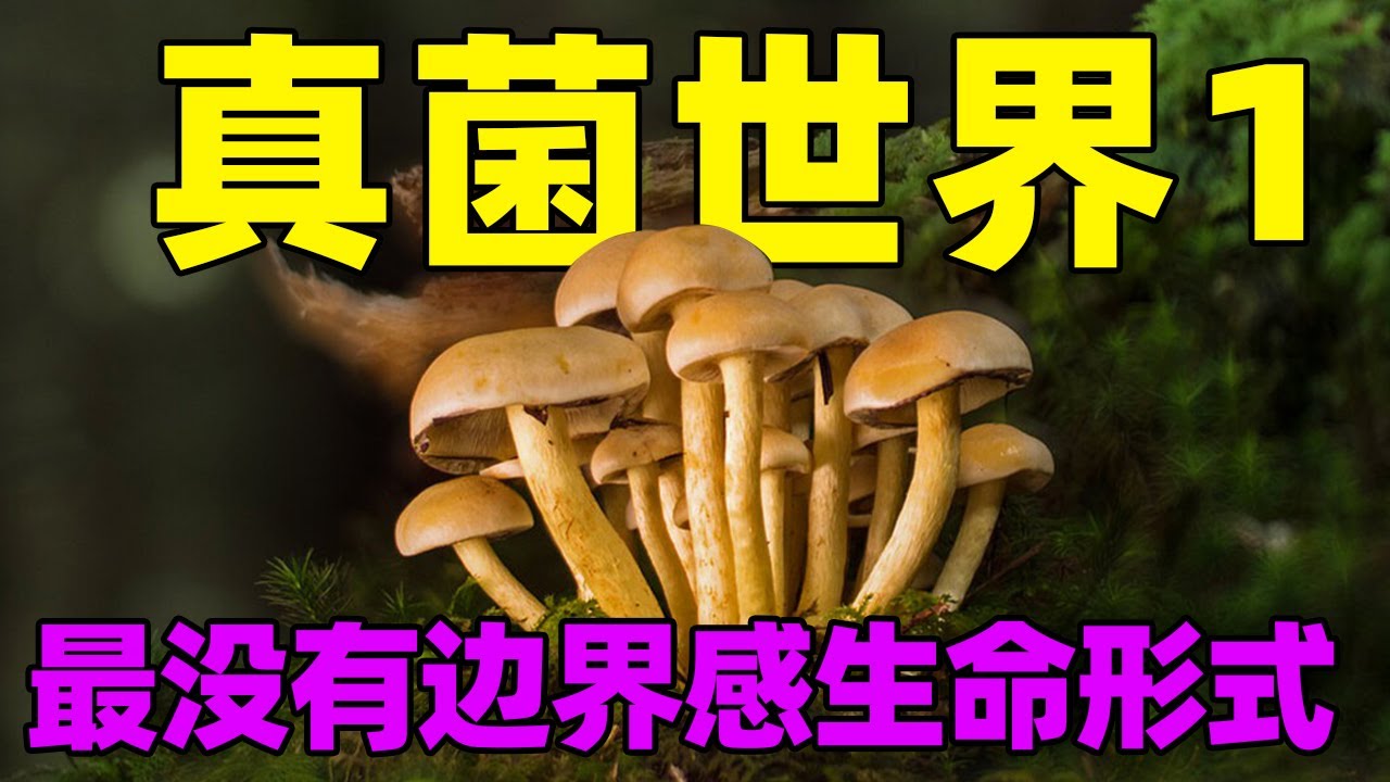 真菌世界1: 最没有边界感的生命形式,万物互联互为因果|Fungi world1