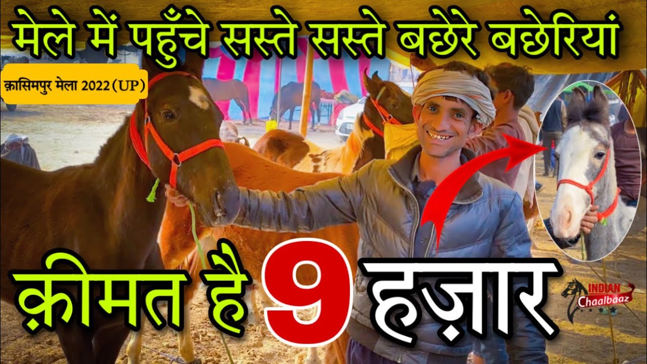 क़ासिमपुर मेले में पहुँचे सस्ते सस्ते बछेरे बछेरियां क़ीमत है 9 हज़ार Kasimpur Mela 2022 (UP)
