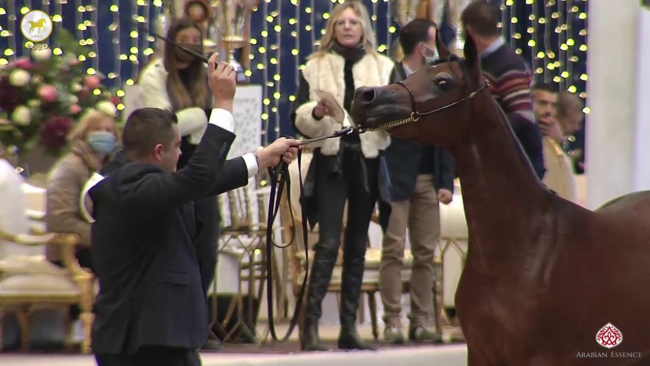 N 1 WANNASAH AL SHAQAB   Straight Egyptian World Championship 2020   Yearling Fillies Class 1A