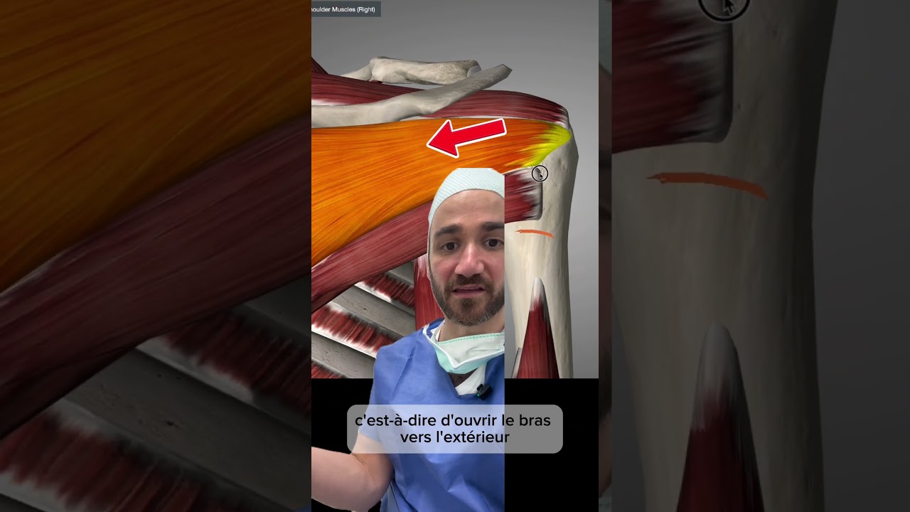 Les tendons de l&rsquo;&eacute;paule expliqu&eacute;s par un chirurgien (coiffe des rotateurs) #epaule #anatomie