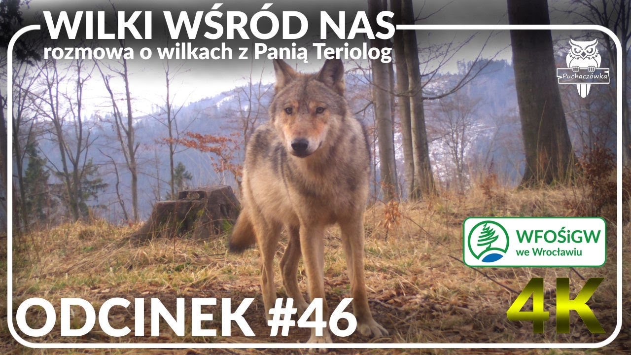 odcinek #46 - W słowach kilku o wilku 🐺