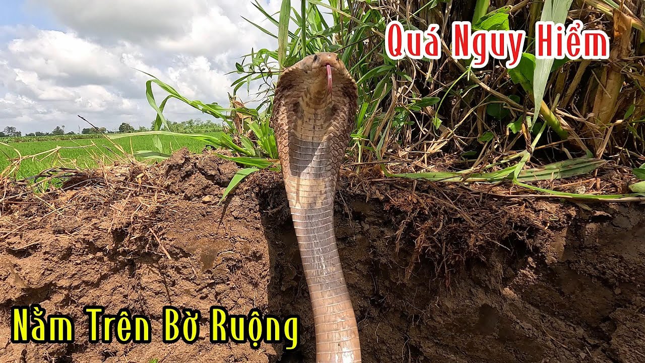 Cái Bờ Chưa Được 5M Mà Tới 2 Con Rắn Hổ Kinh Thiệt | Mười Thương Săn Bắt
