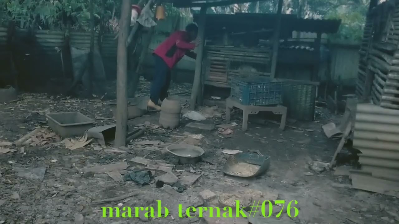 Marab ternak#076(@hermansuherman7736)