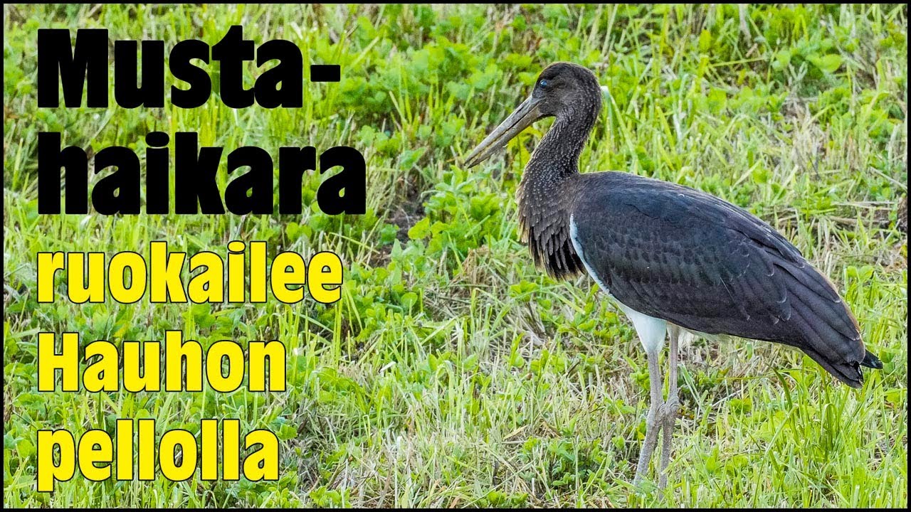 Mustahaikara Hauholla