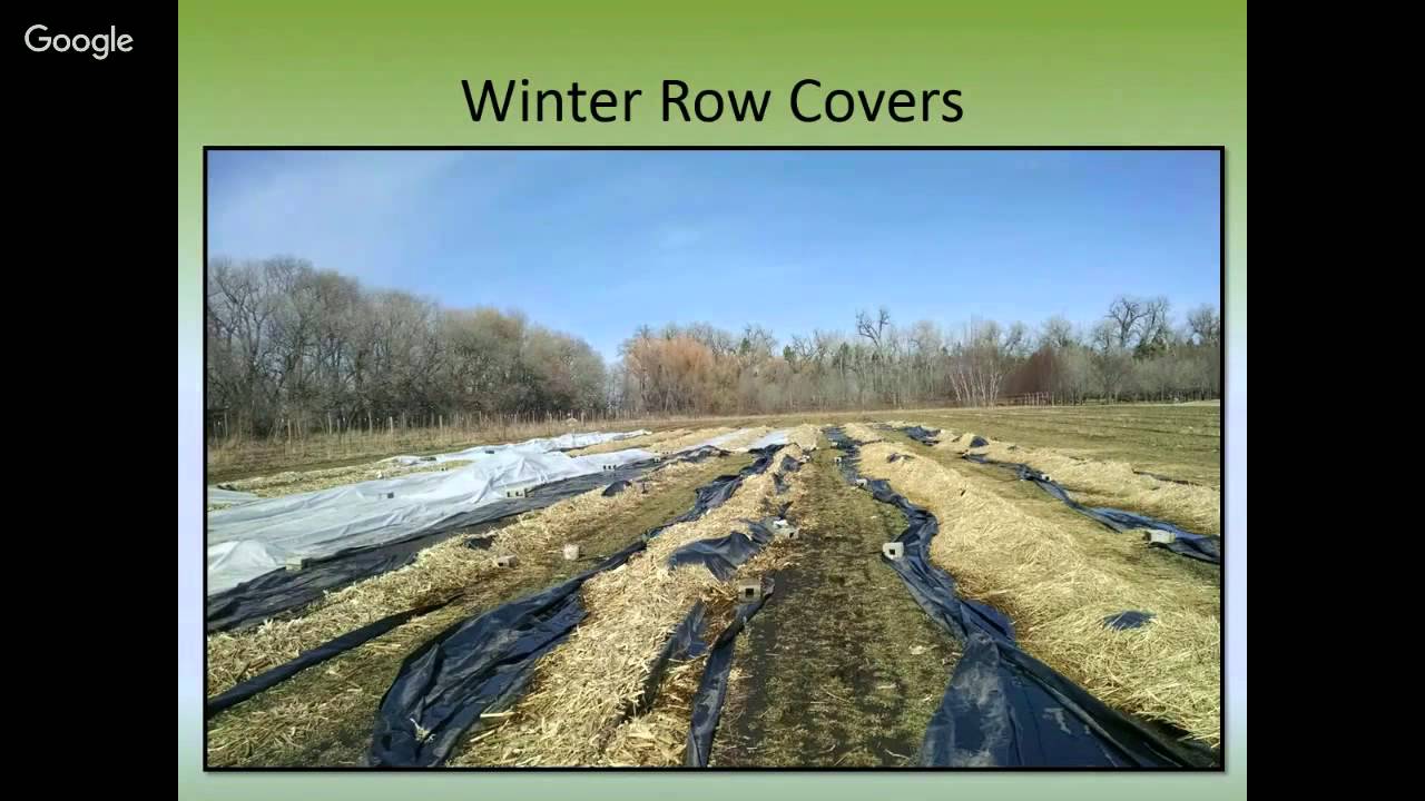 Growing Blackberries in North Dakota: A 2016 Spring Fever Garden Workshop