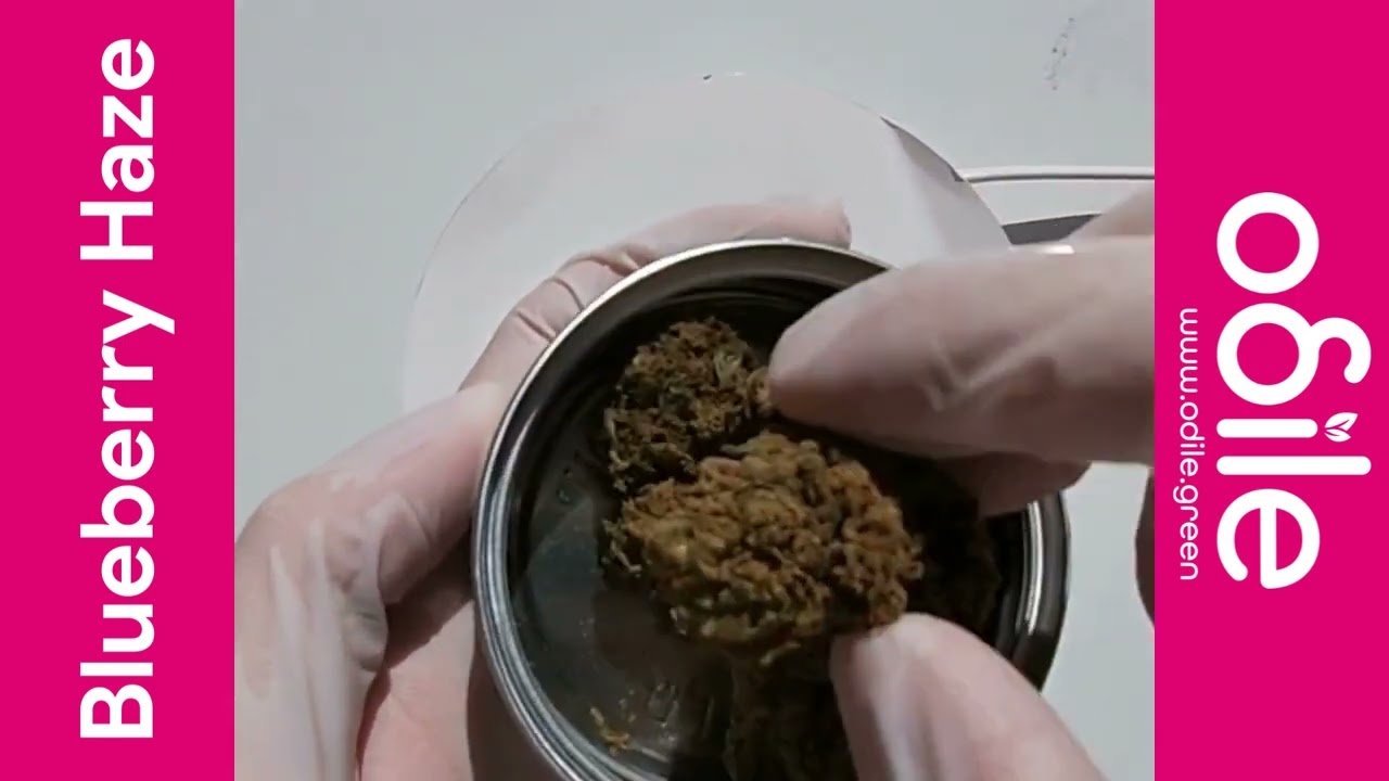 Odile.green Blueberry Haze CBD - Ouverture de Bo&icirc;te Video