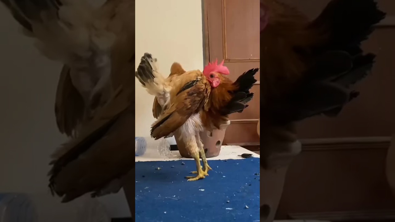 SUPER LIYAD SHOW QUALITY #serama #seramachicken #short #shorts #shortsfeed #shortvideo #shortsvideo