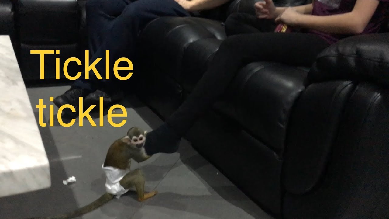 Squirrel Monkey Tickling Feet/ FUNNY #chicothemonkey