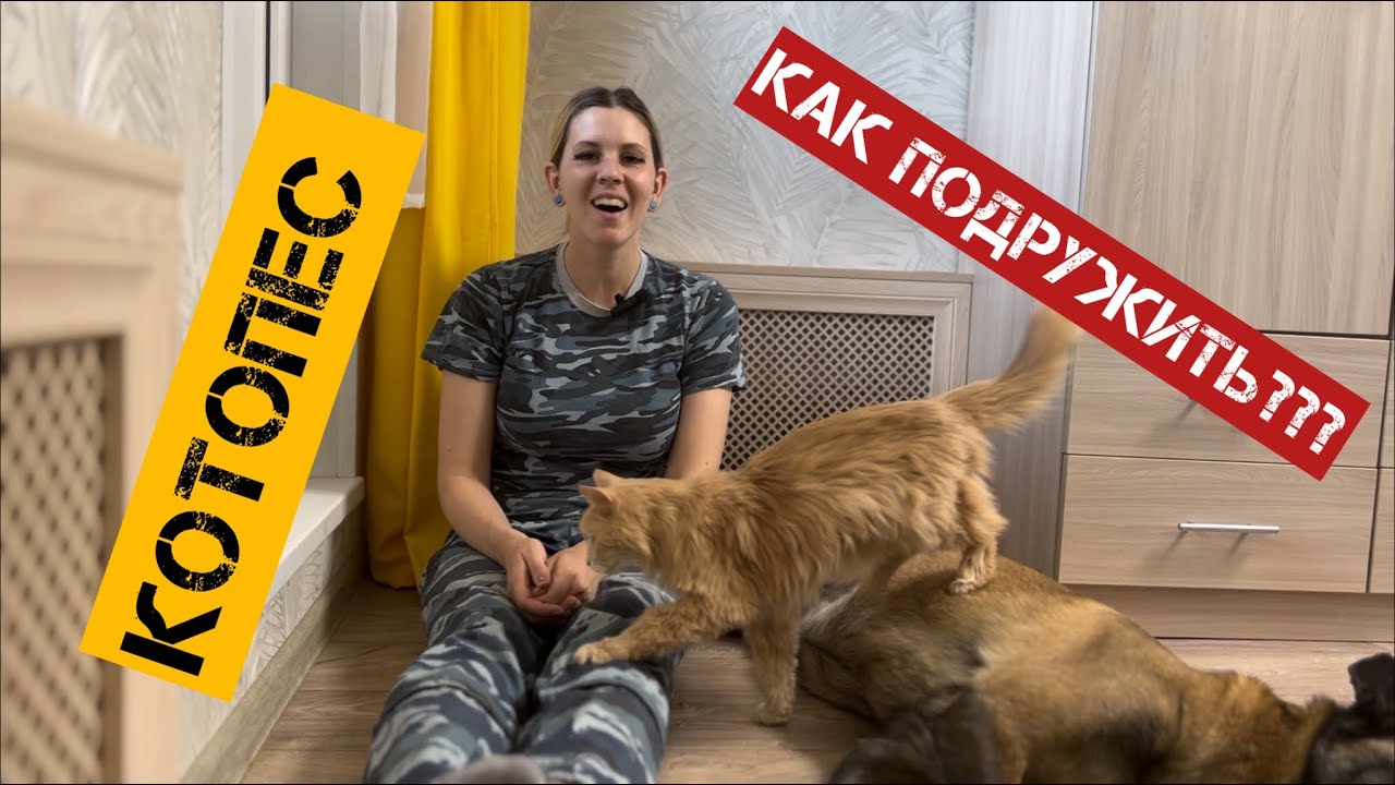 Как подружить кота и пса, кот и собака в одном доме, квартире, приучение￼