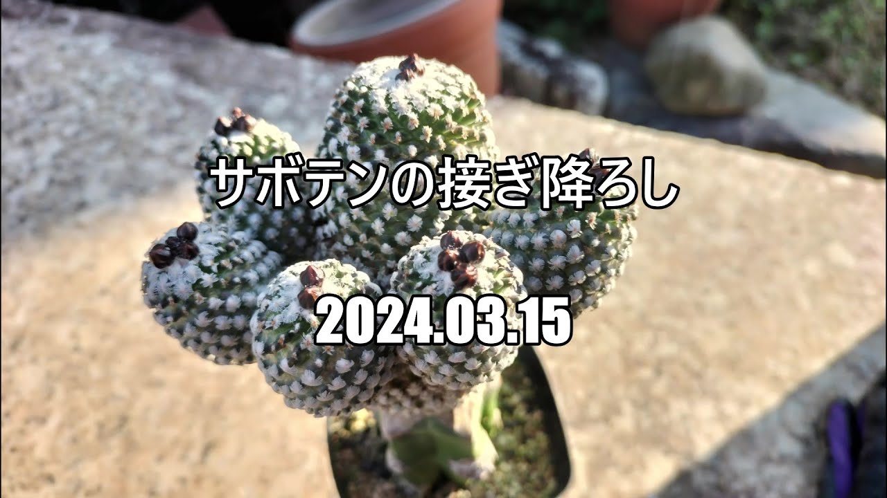 サボテンの接ぎ降ろし　2024 03 15