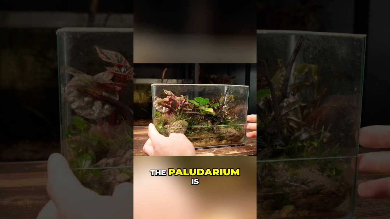 How To Make a No-Filter Paludarium!