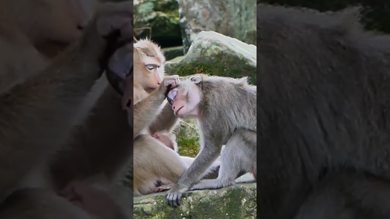 Ep79. Adorable Monkey Has the Cutest Reaction to Meeting a New Friend