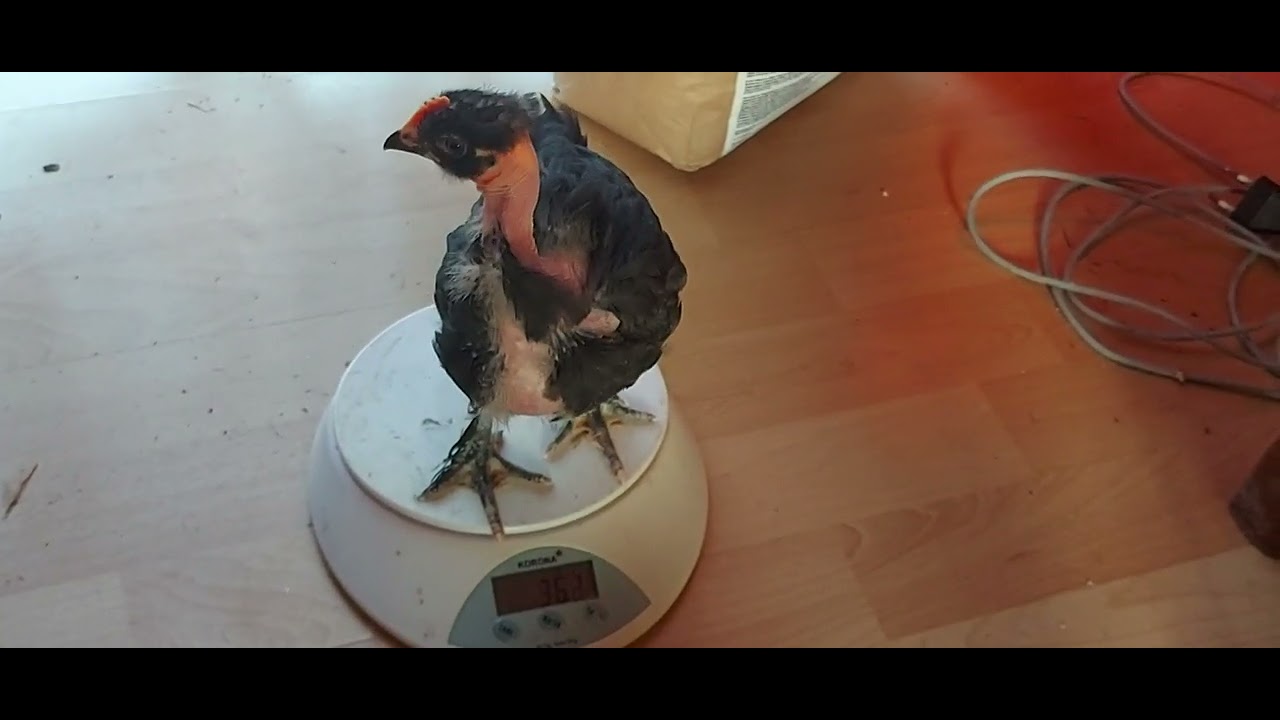 mast k&uuml;ken cou nu nackthals k&uuml;ken
