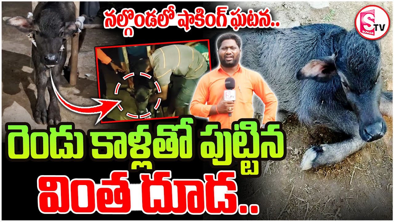 Nalgonda District: రెండు కాళ్లతో పుట్టిన వింత దూడ..| Calf With Two Legs | Viral Video |