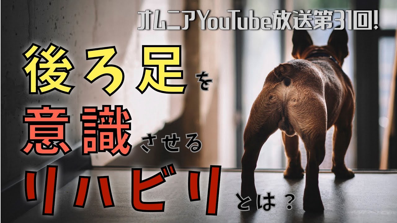 後ろ足を意識させるリハビリとは？