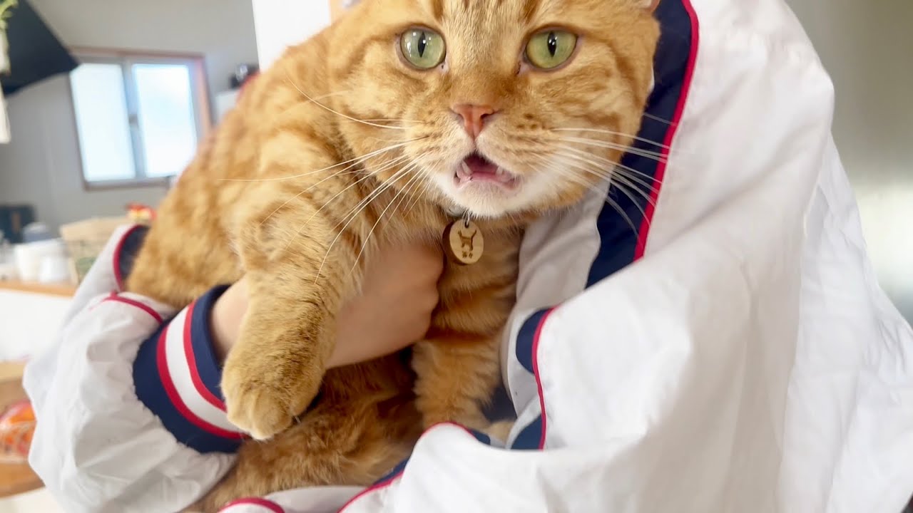 2024年新春ねこもふファミリー体重測定！ちょっと心配な子が... #猫 #マンチカン