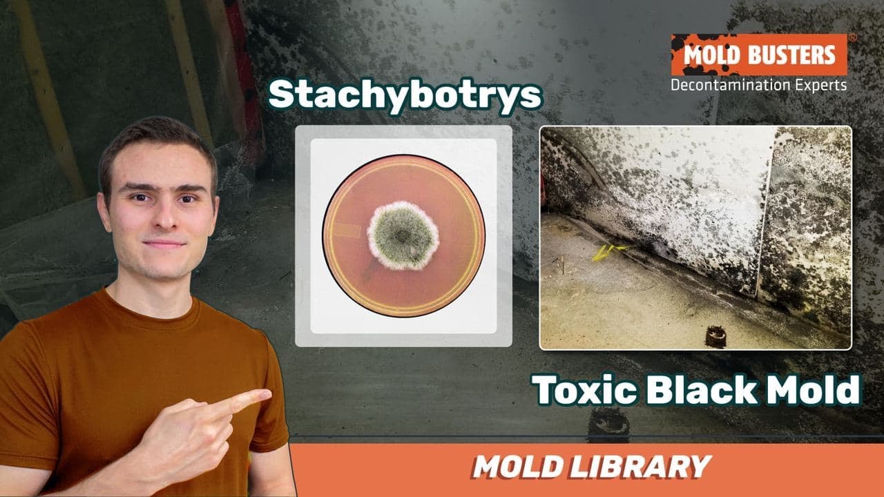 🦠 Stachybotrys - 📚Mold Library - Mold Busters