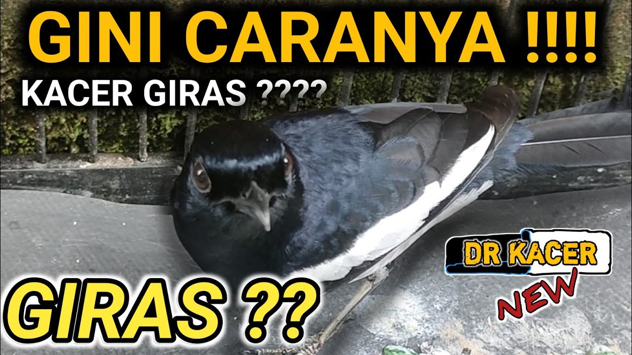 TETAP GIRAS?? RAWATAN SUDAH DI BOLAK BALIK TETAP KACER GIRAS ? DR KACER TERBARU