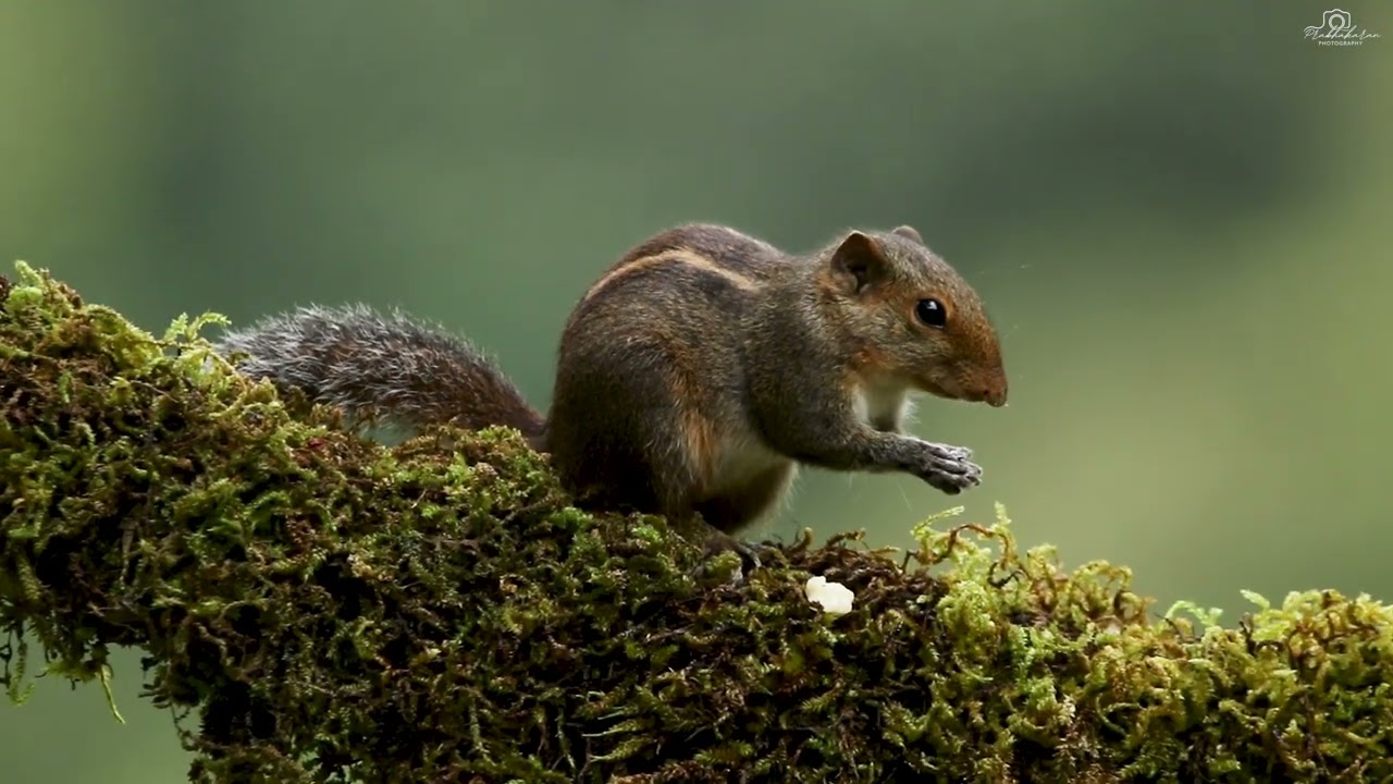Jungle Palm Squirrel