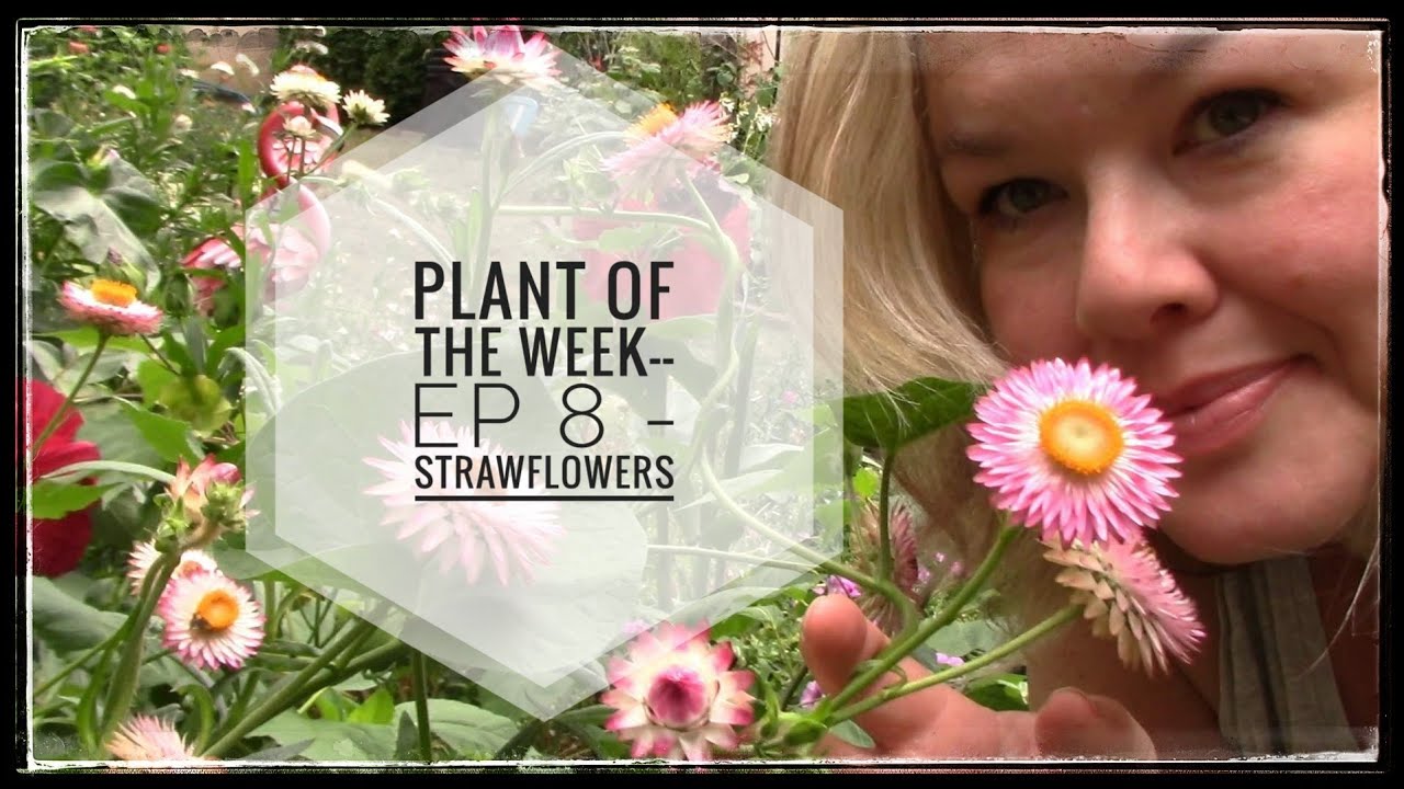 Plant of the Week-- Ep 8 - Strawflowers