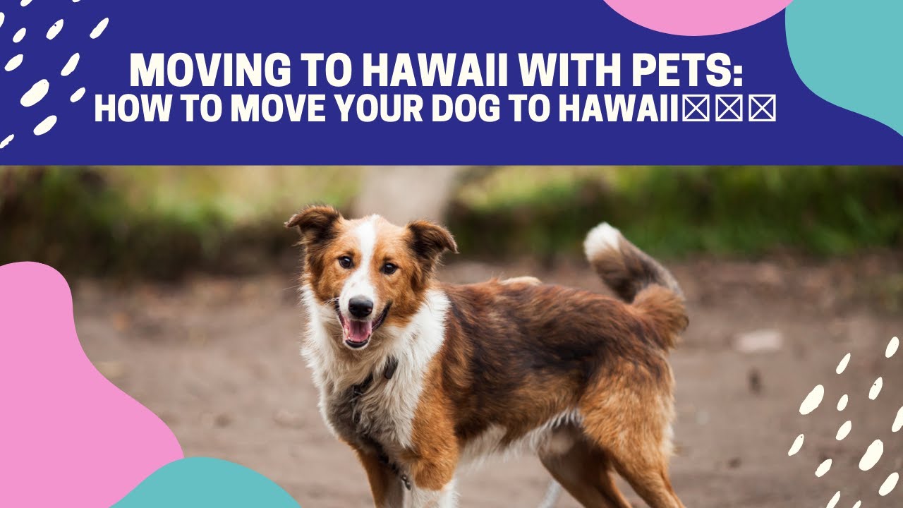 "Moving to Hawaii with Pets: Ultimate Guide to Relocating Your Dog 🐾 | Realtor Tips & Checklist!"