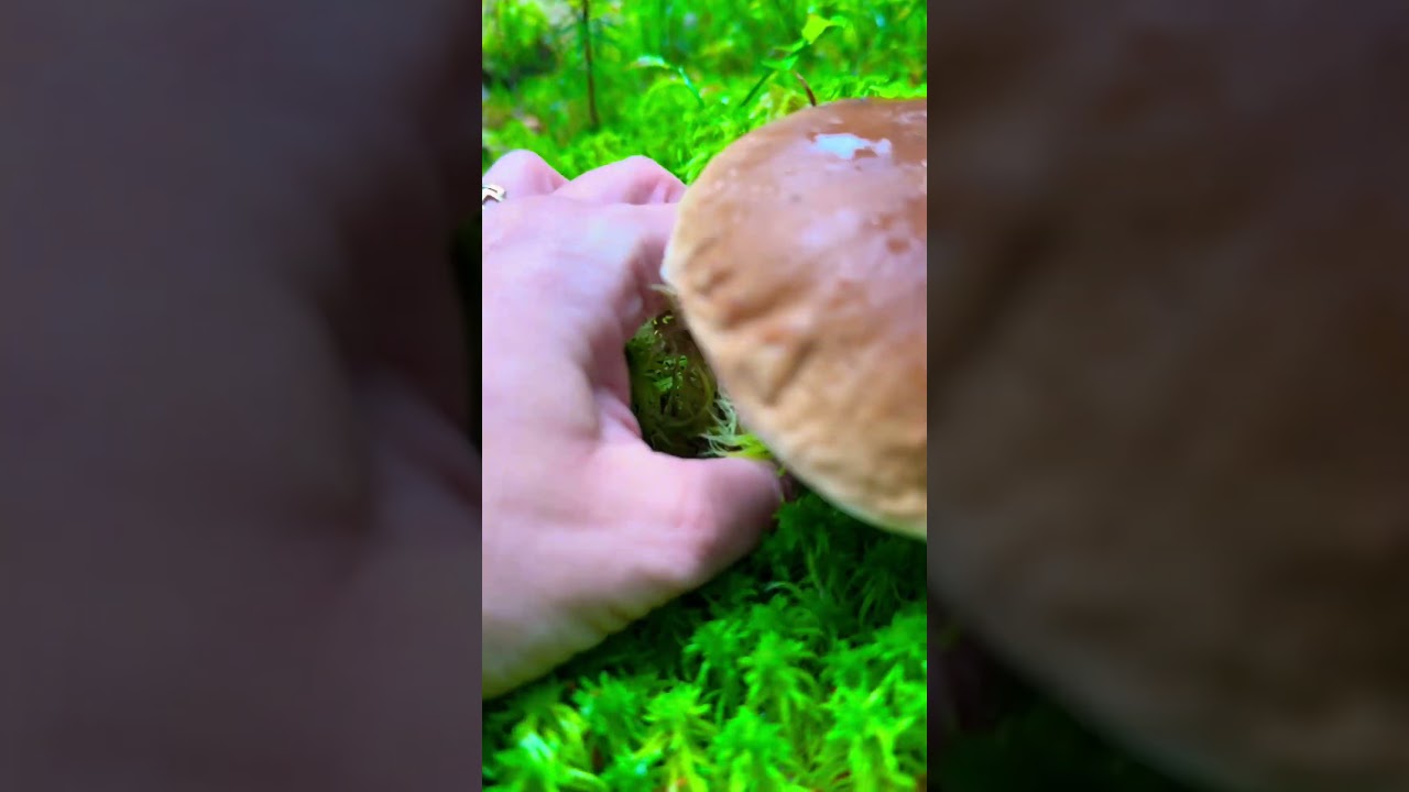 Jeszcze takie perełki rosną🍄&zwj;🟫 #koniec października 2025 #mushroom #małopolska