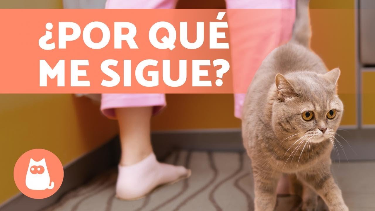 ¿Por qué MI GATO me SIGUE a todas partes? 🐱🐾 6 RAZONES