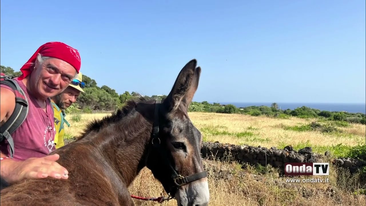 L'asino pantesco diventa educatore e guida turistica