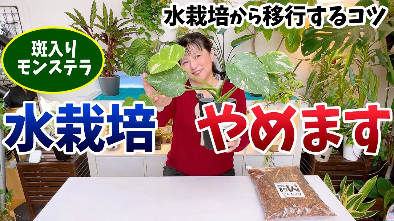 モンステラ水栽培からの移行！失敗しない植え替えのコツ