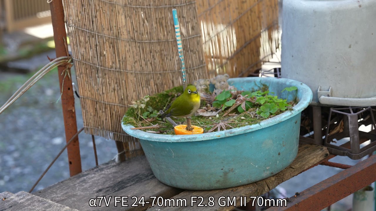 メジロがみかんを食べます（α7V、GoPro Hero11、α7RV）