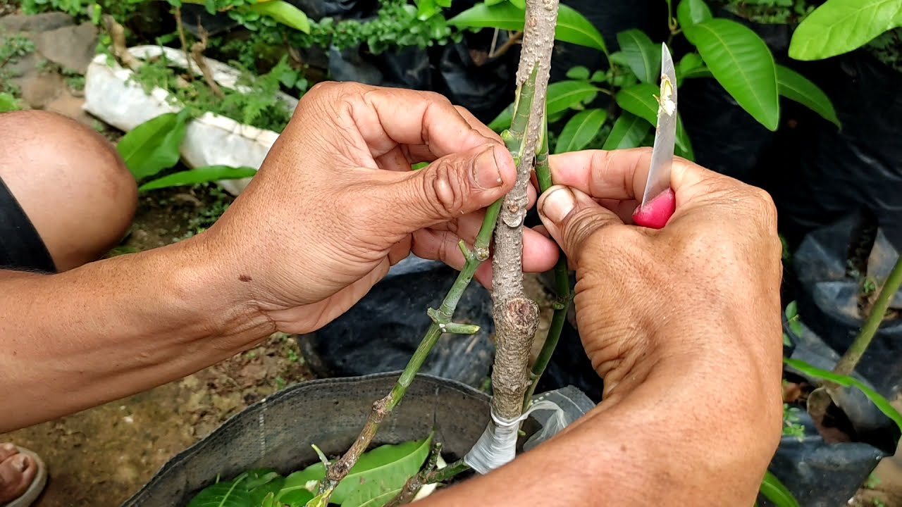 cara membuat kaki ganda pohon mangga