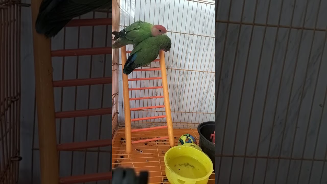 African Love Birds🐥 is live!