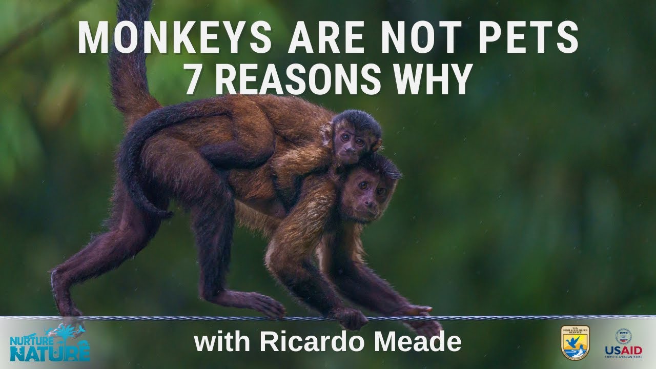 Monkeys Are Not Pets - 7 Reasons Why