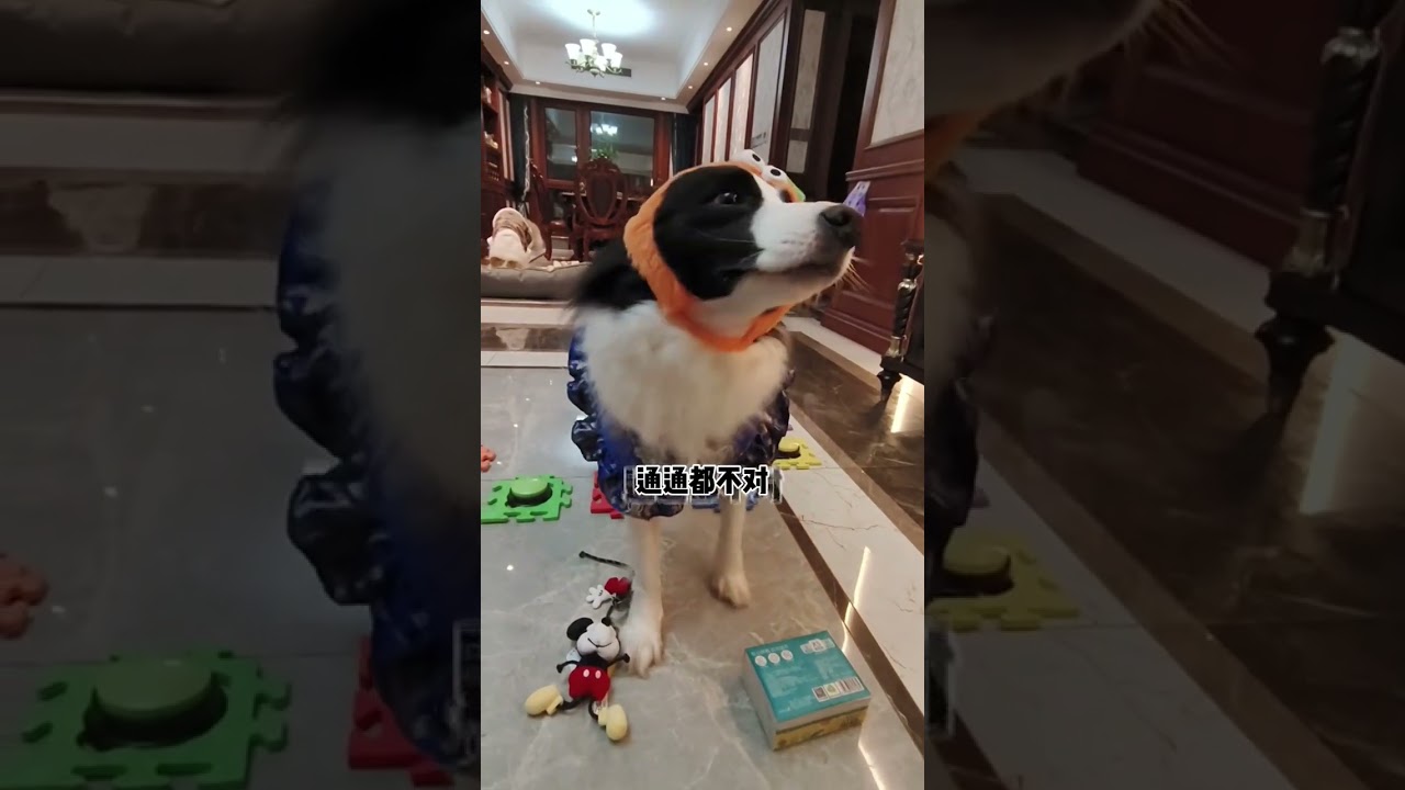 Little dog You can t even see this. How nearsighted are you