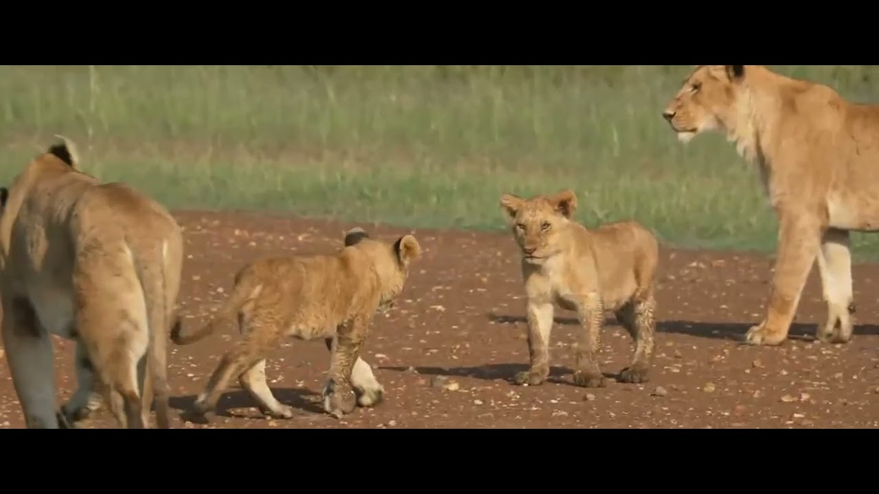 Львицы из питомника Marsh Pride: Калео со своими двумя детенышами и двумя сестрами.