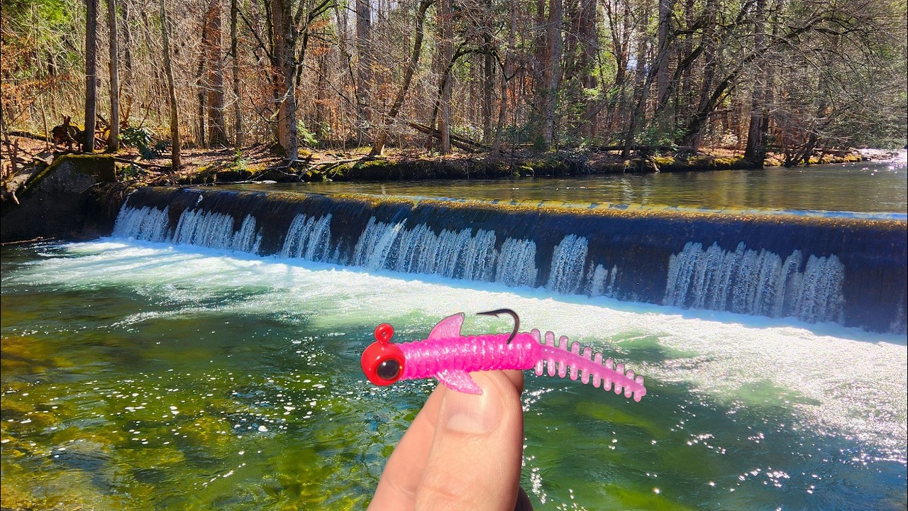 I Found the MOTHER LOAD of BIG Fish in This Creek!!