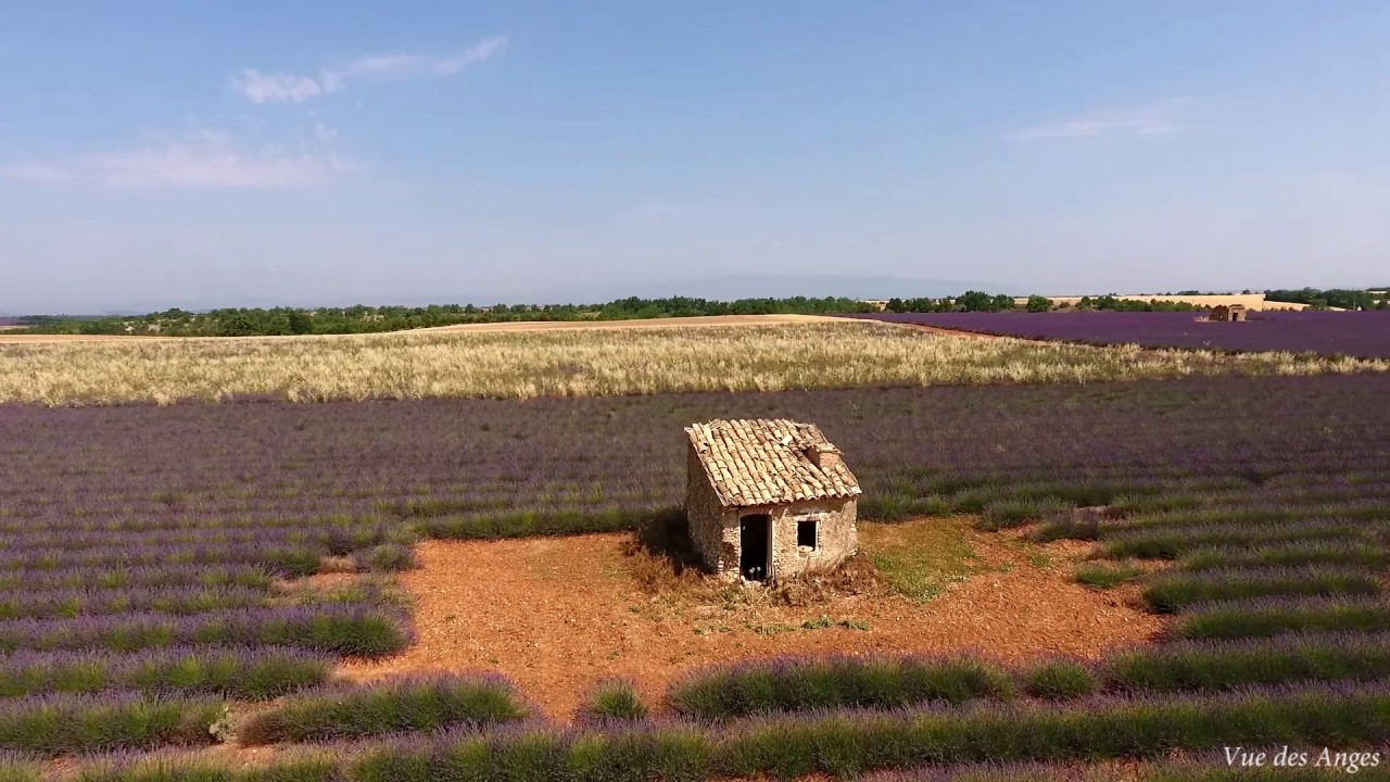 Vertige de lavandes à Valensole en Provence