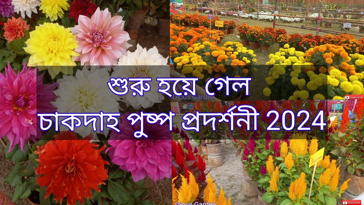 শুরু হয়ে গেল চাকদাহ পুষ্প প্রদর্শণী ও কৃষি মেলা 2024।Chakdaha Flower Competition 2024।