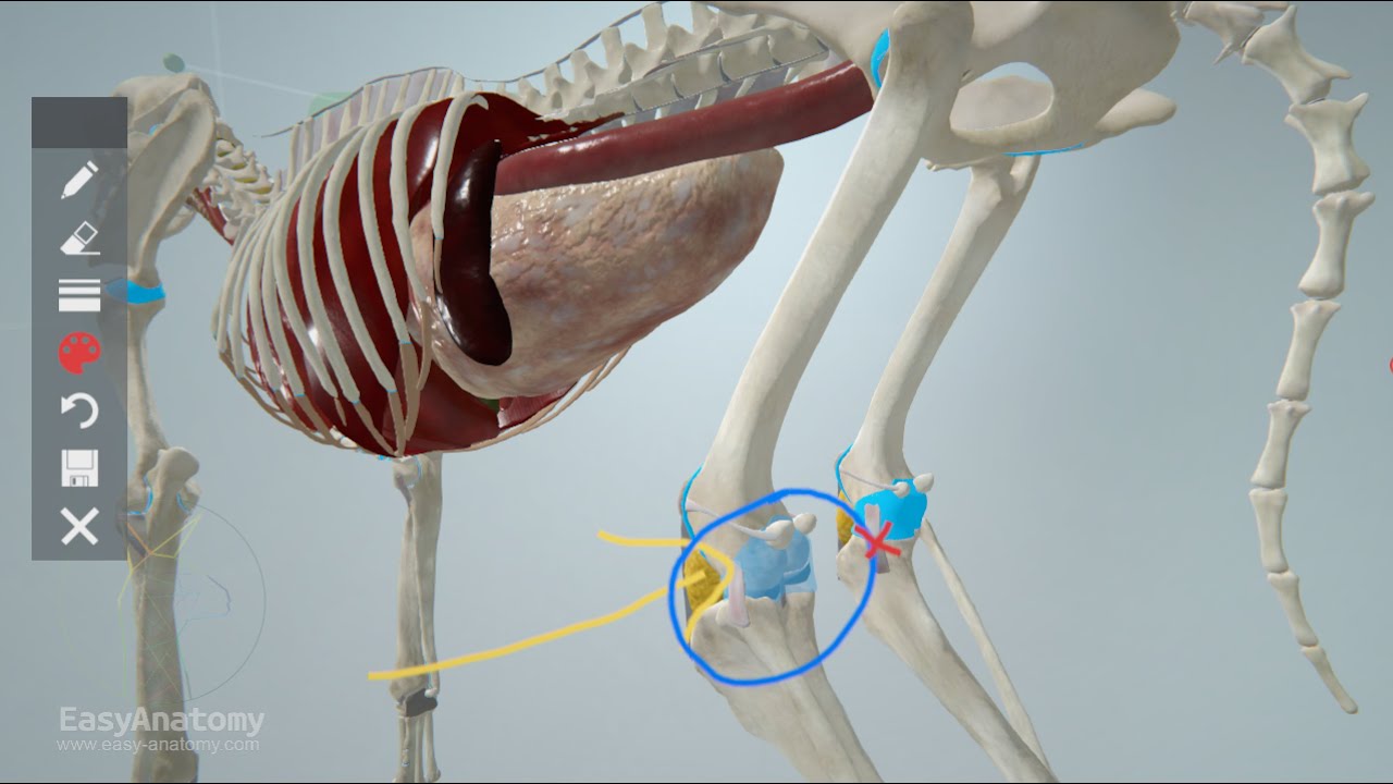 Supplementing Veterinary Anatomy Lectures with 3D Canine Anatomy | EasyAnatomy for Professors