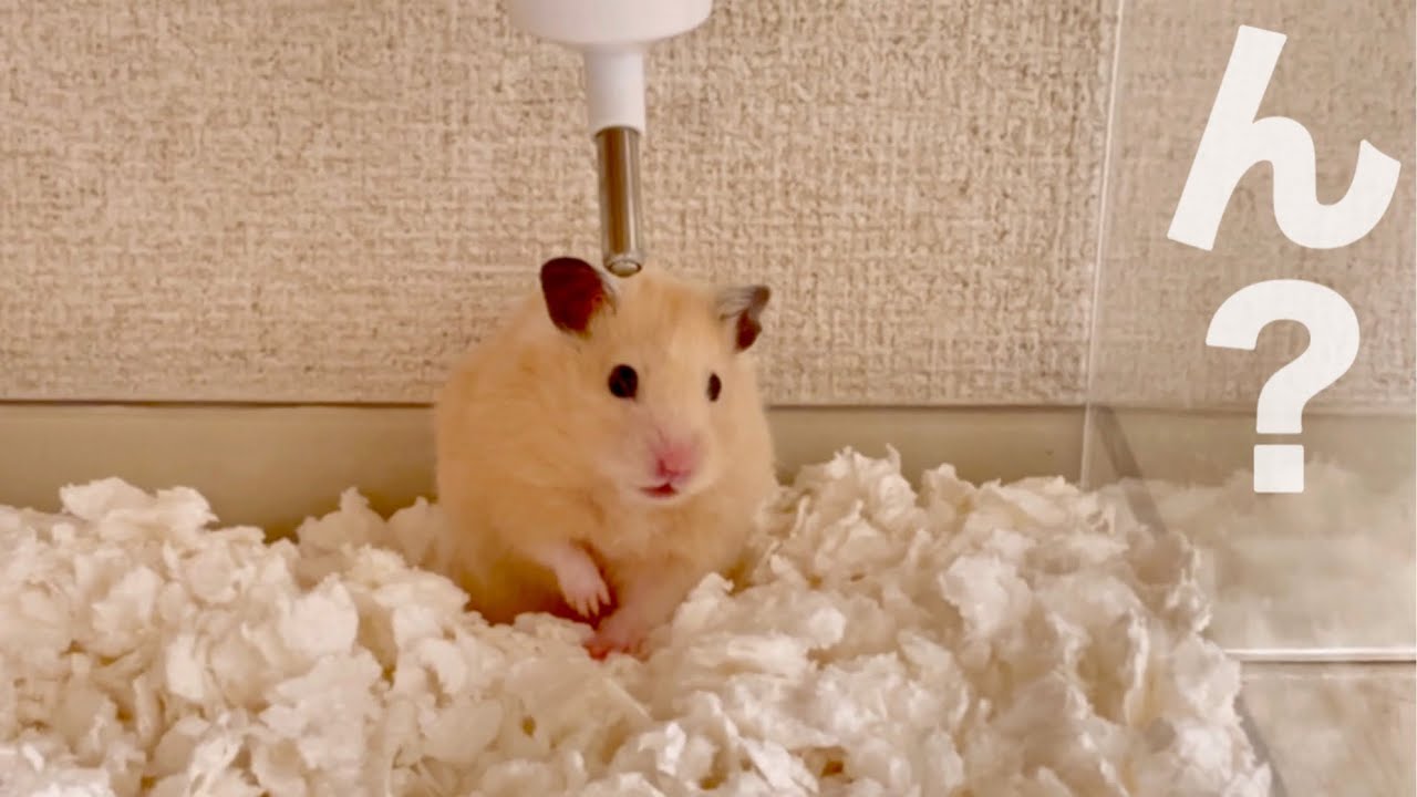ハム来た　【下宿ハムスターのプティ】