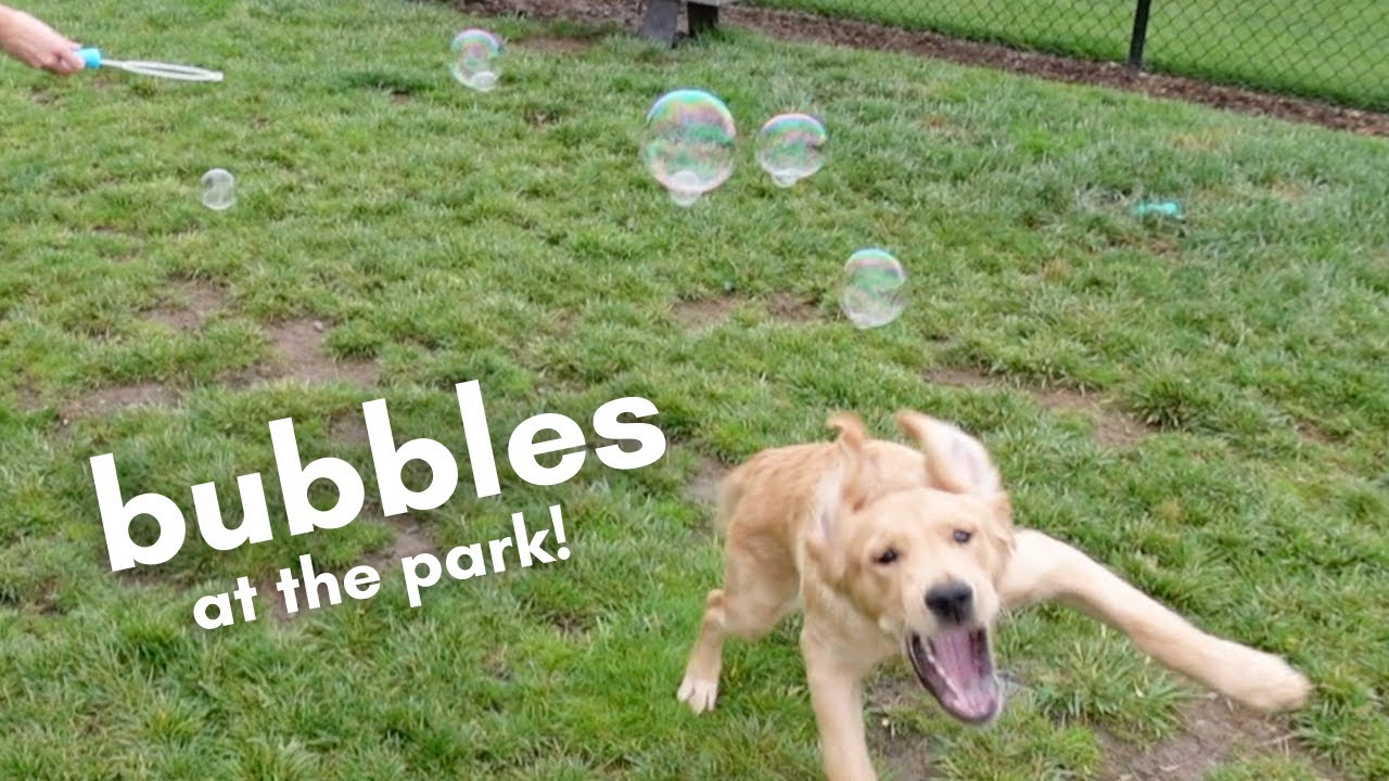 Puppy Plays With Bubbles | Golden Retriever Puppy