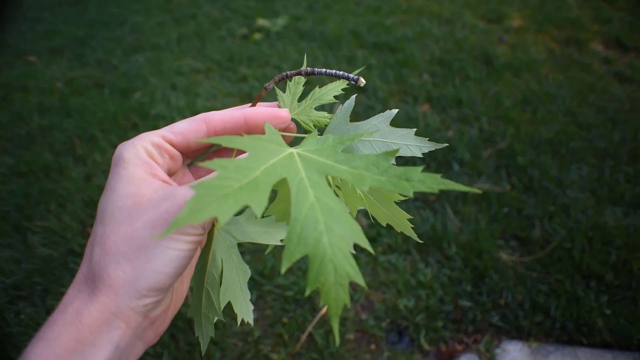 How to Identify Different Types of Maples