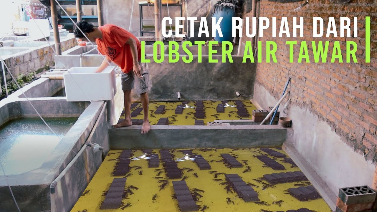 Jurus Sukses Budidaya Lobster Air Tawar  Auto Untung Besar