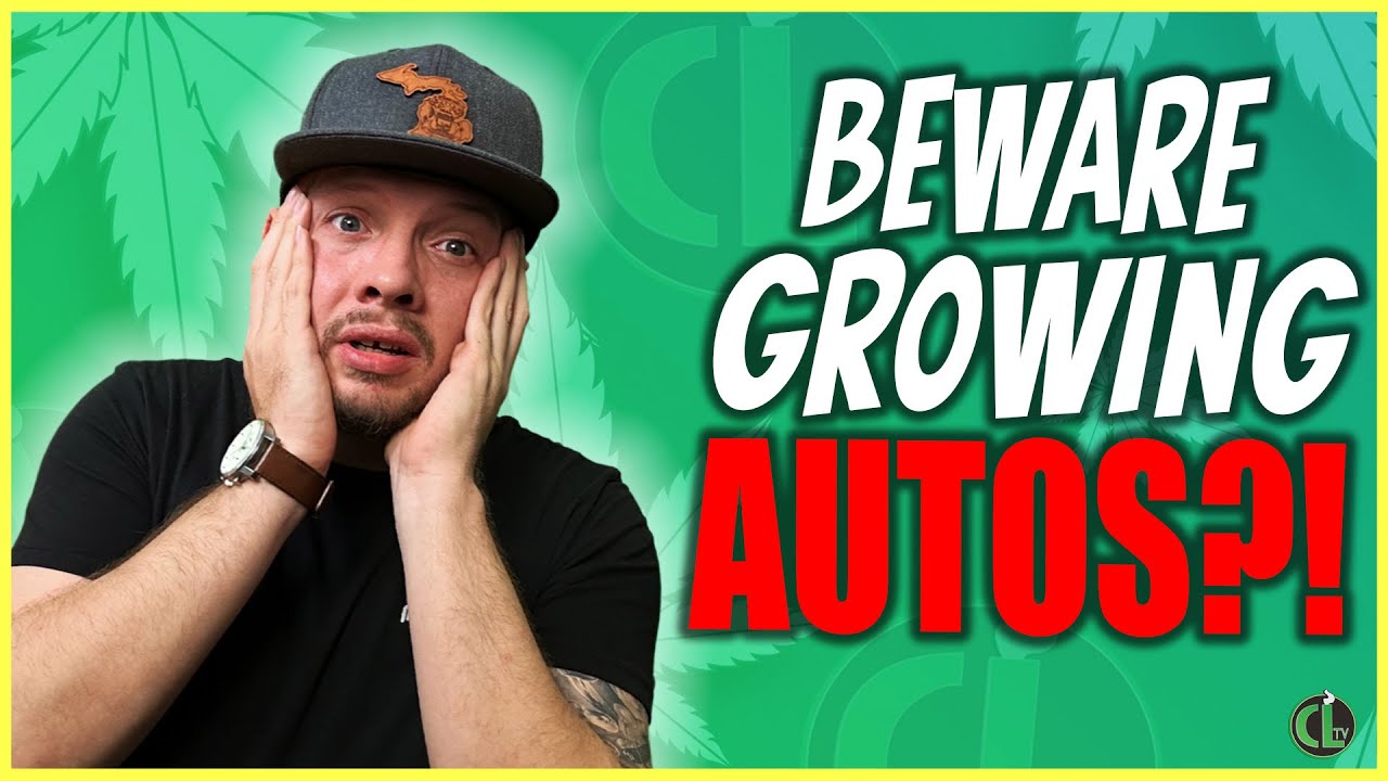 What You Need to Know Before Starting Autoflowers